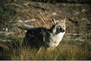左右手互博游戏《双向灵巧》现已正式发售 获特别好评