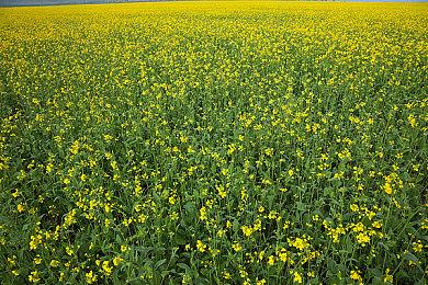 《魔咒之地》PC版性能表现分析：让人太失望！